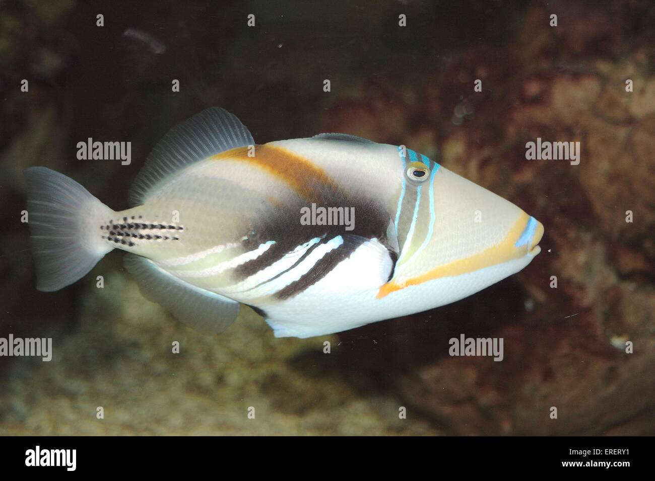 triggerfish Stock Photo