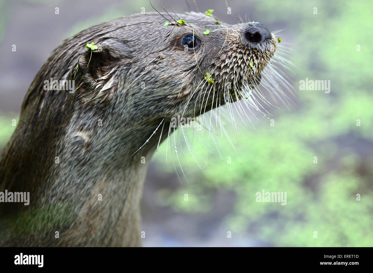 Otter's face showing its whiskers UK Stock Photo