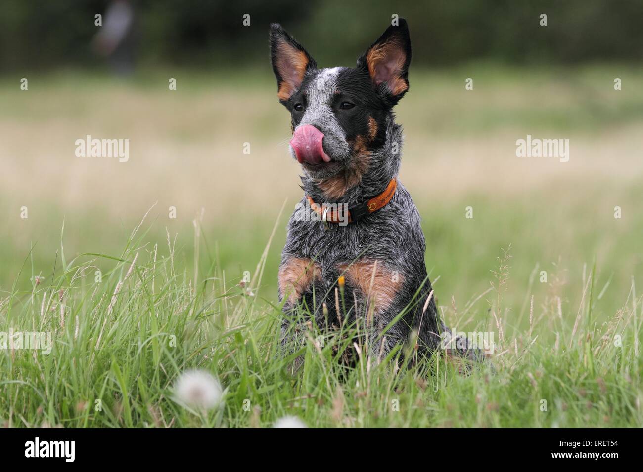 Halls heeler hires stock photography and images Alamy