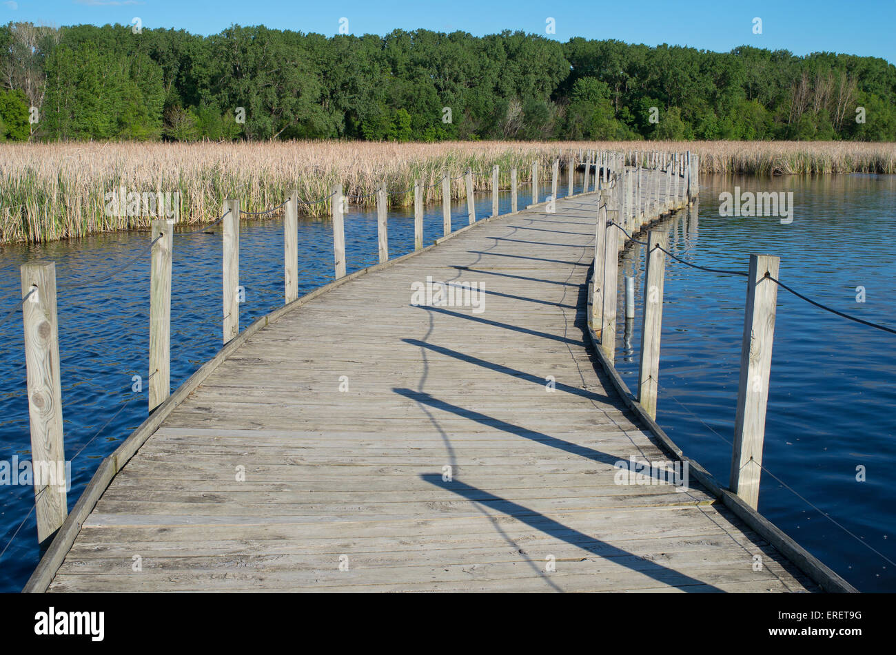 wood lake park boardwalk crossing lake and cattail marsh bordered by forest in richfield minnesota Stock Photo