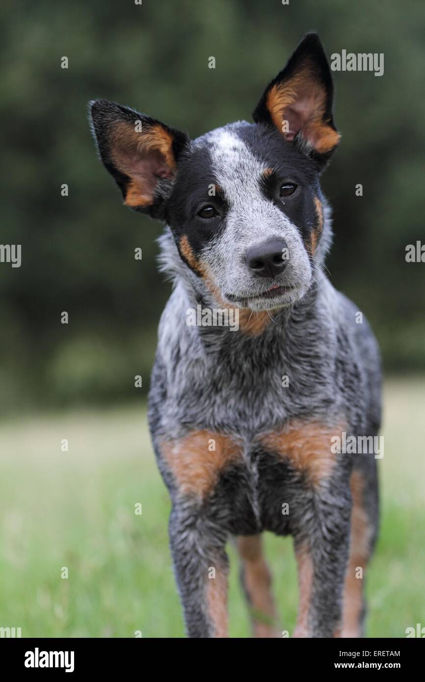 young Australian Cattle Dog Stock Photo - Alamy