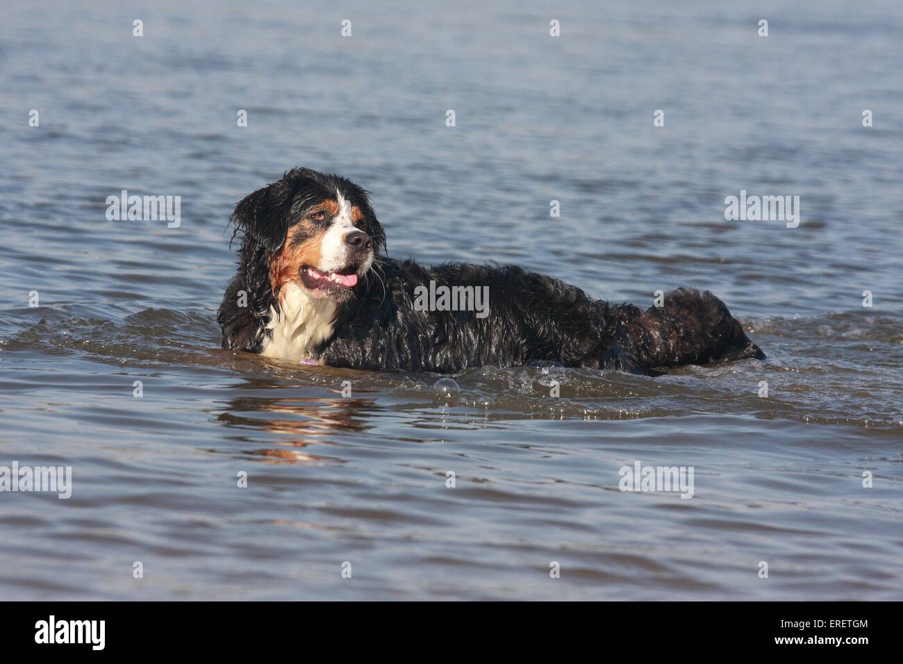 bathing Bernese Mountain Dog Stock Photo Alamy