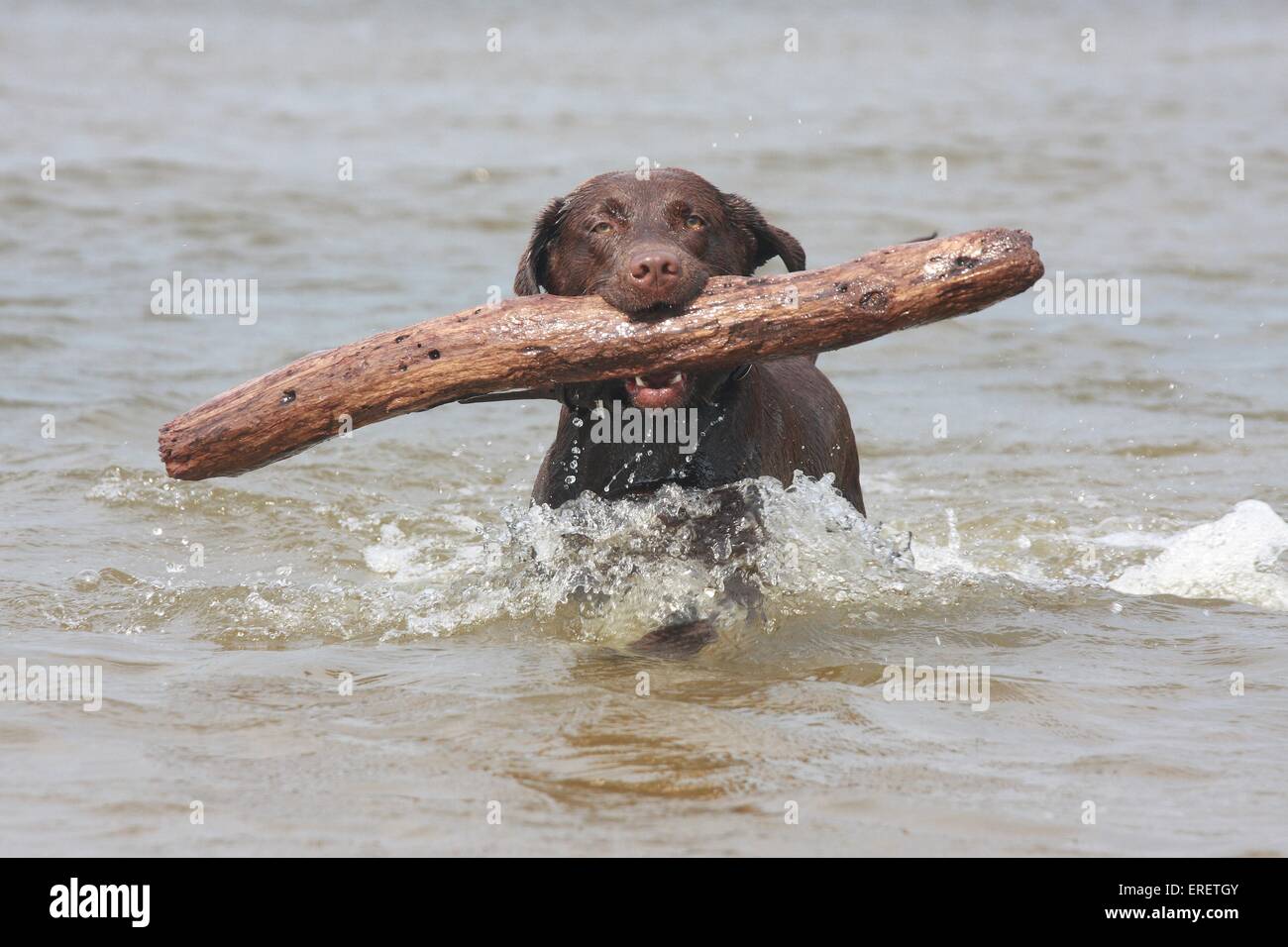 bathing Labrador Retriever Stock Photo Alamy