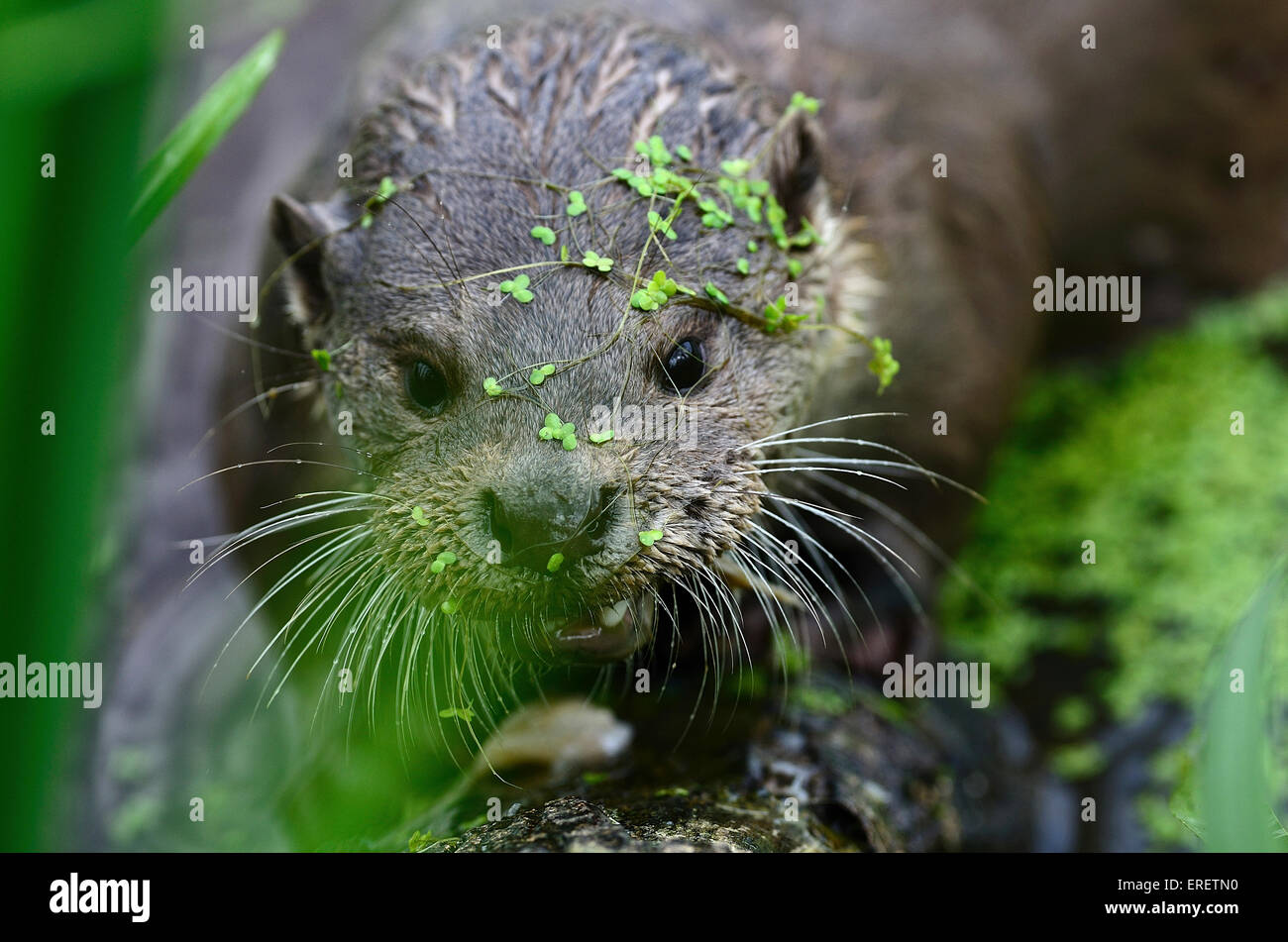 Otter in water with green weed UK Stock Photo