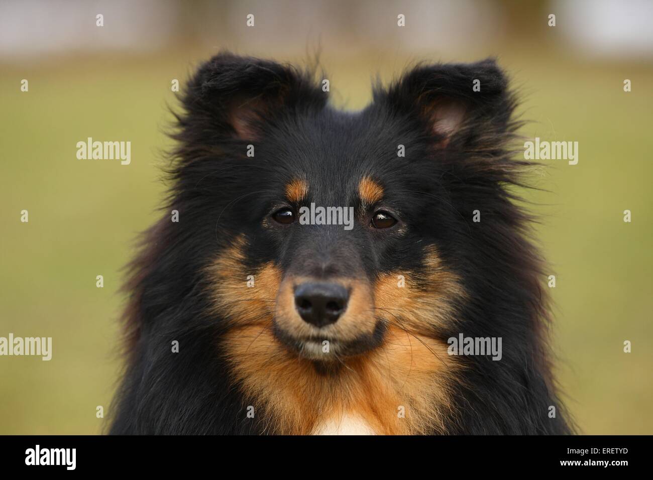 Shetland Sheepdog Portrait Stock Photo