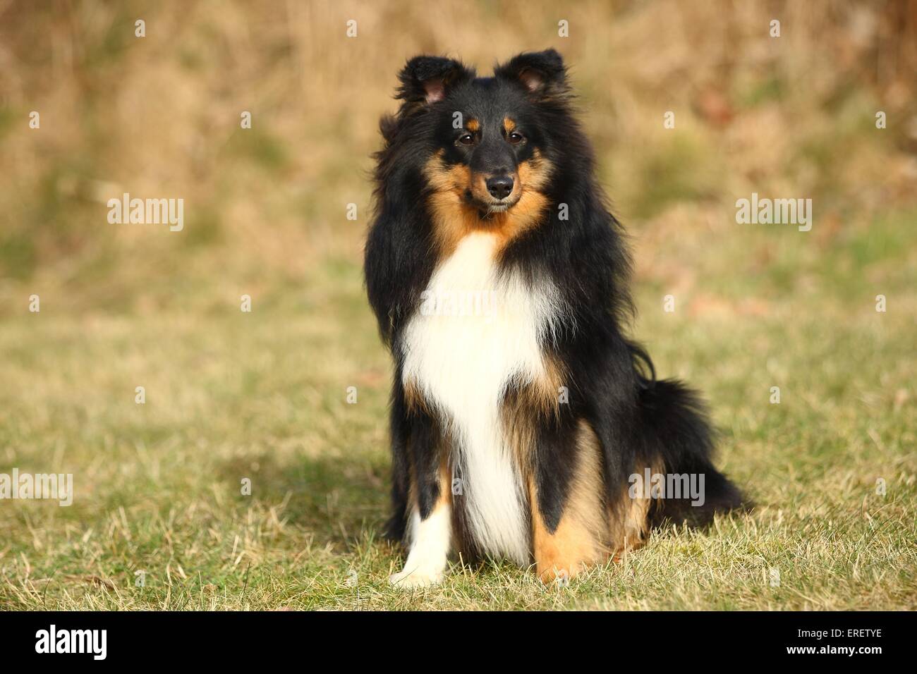 sitting Shetland Sheepdog Stock Photo