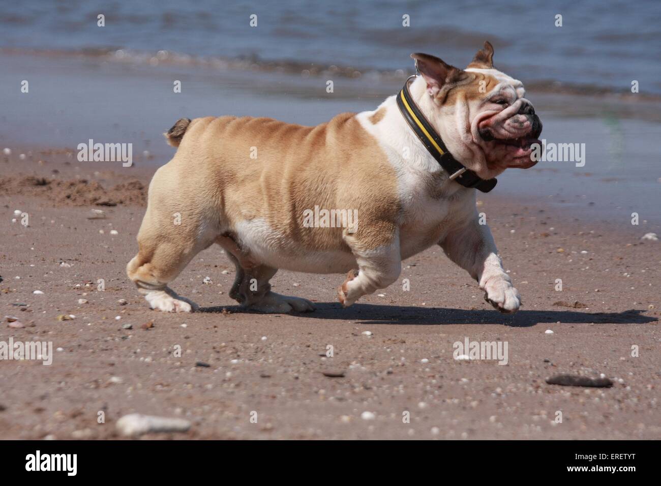 running English Bulldog Stock Photo