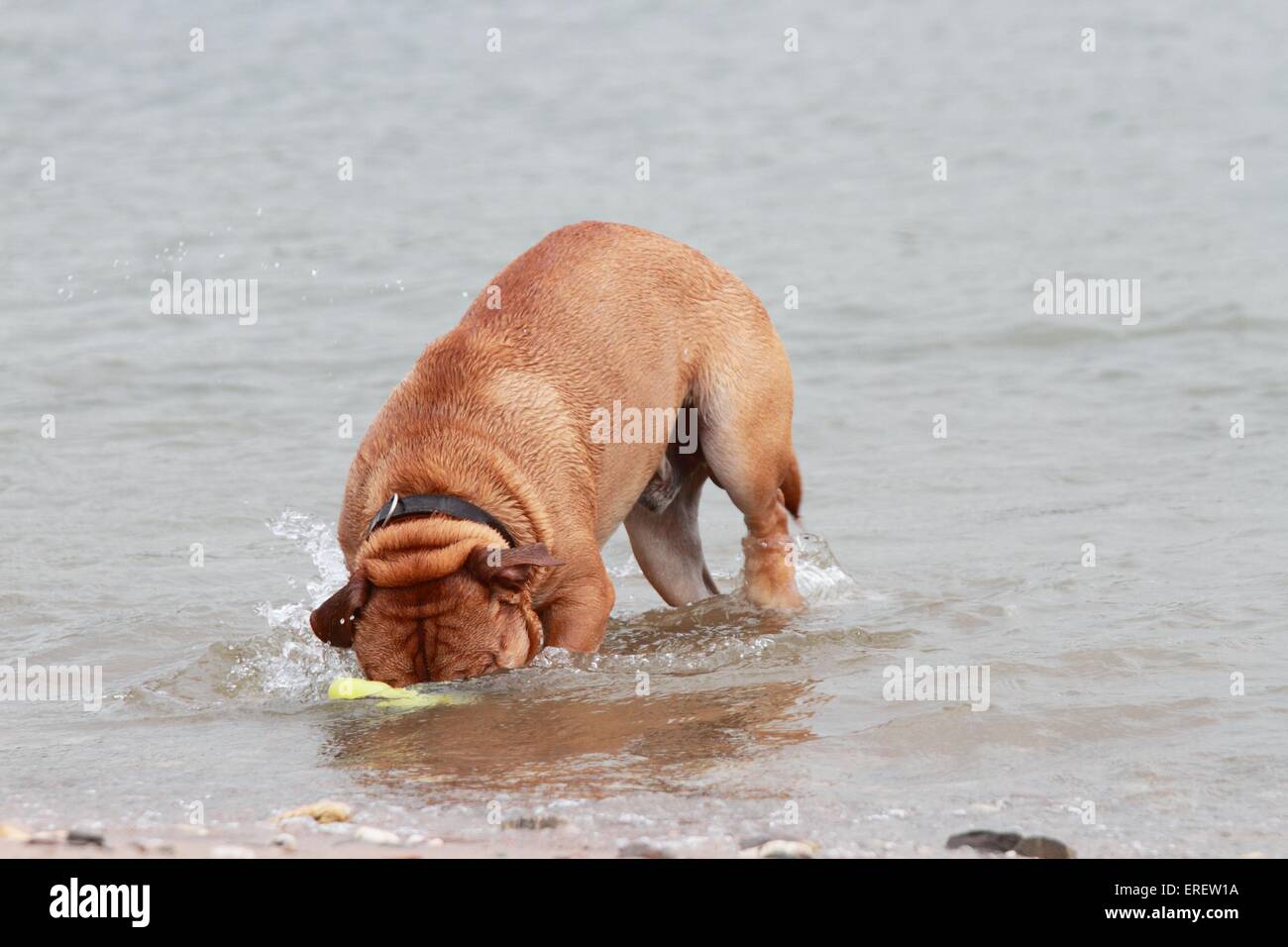 diving Continental Bulldog Stock Photo Alamy