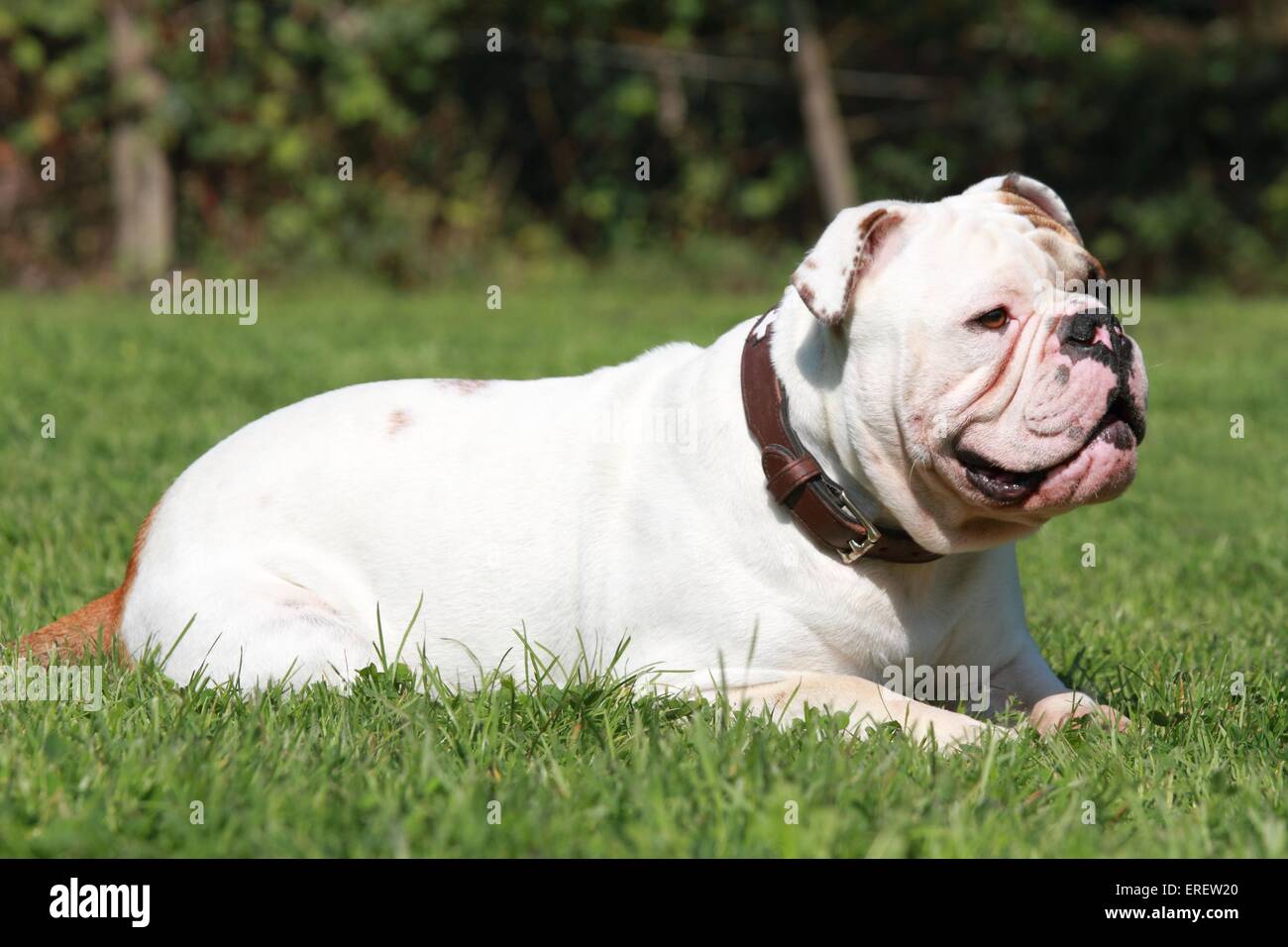 lying Olde English Bulldog Stock Photo