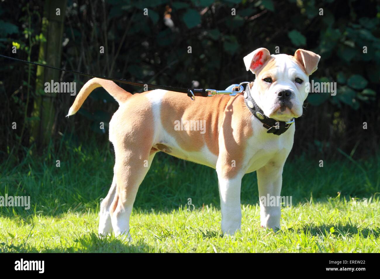 young Olde English Bulldog Stock Photo