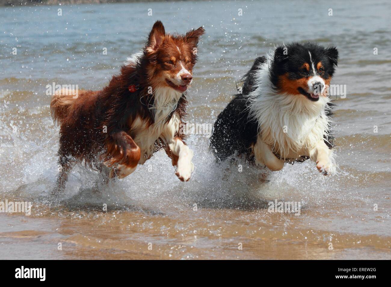 running Australian Shepherds Stock Photo Alamy