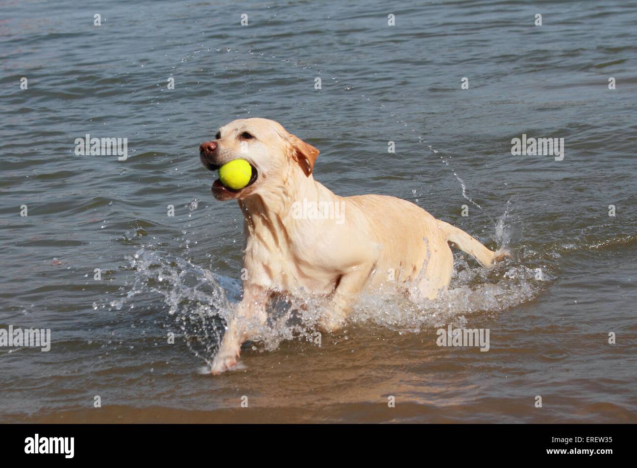 playing Labrador Retriever Stock Photo - Alamy