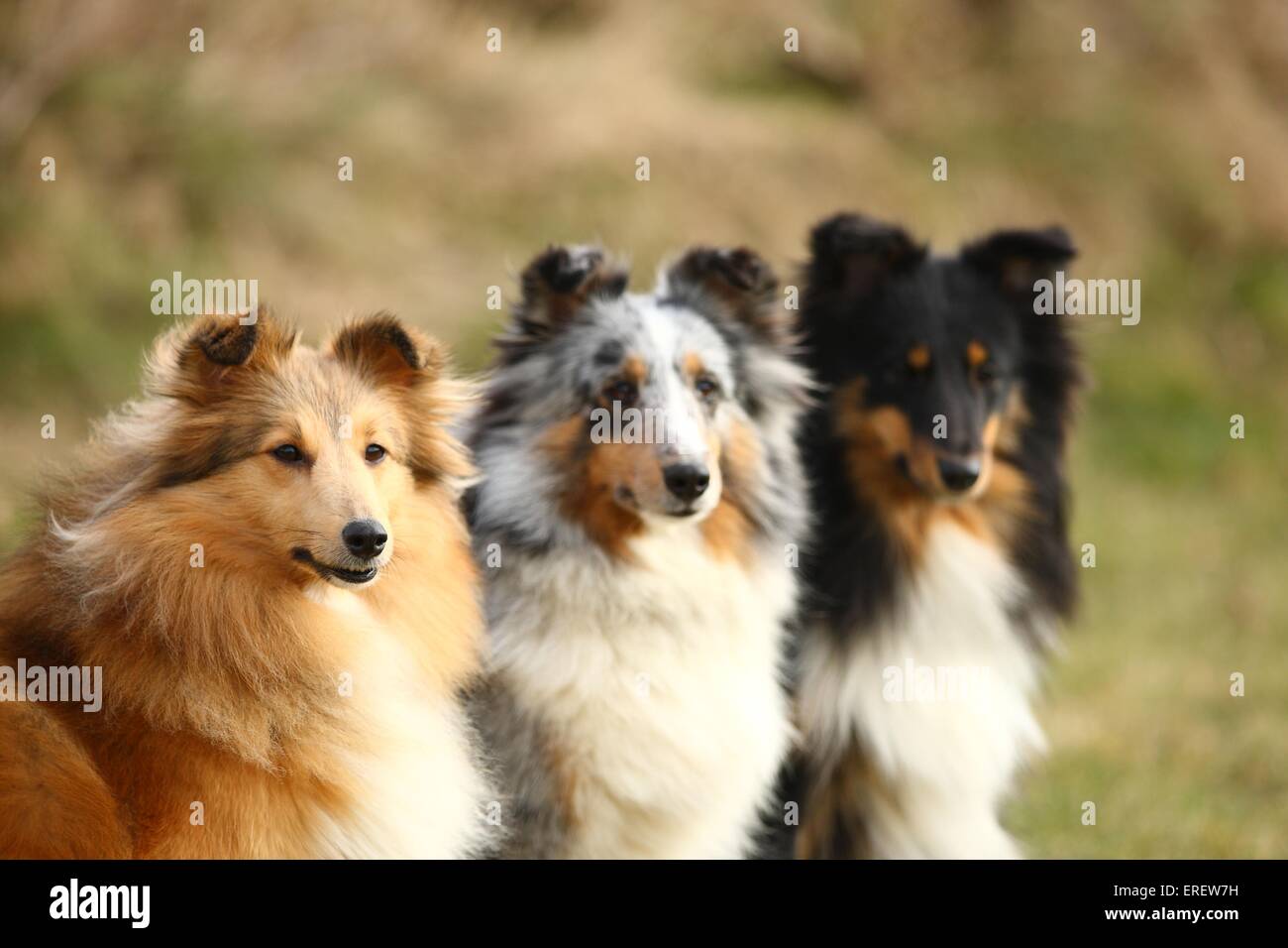 3 Shetland Sheepdogs Stock Photo - Alamy