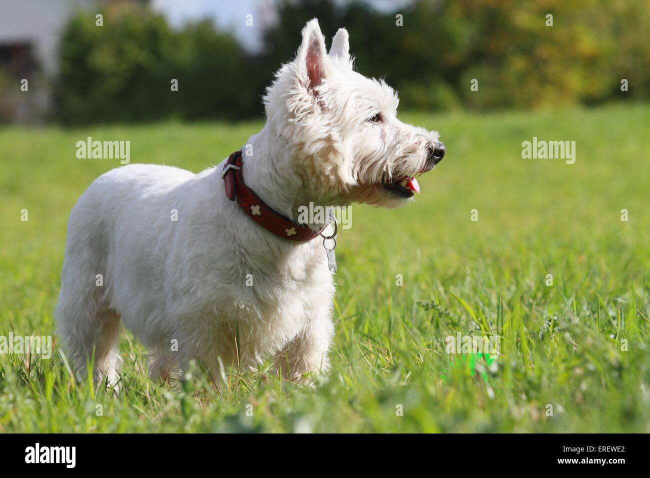 West highland terrier collar hires stock photography and images Alamy
