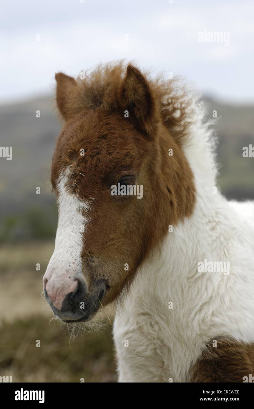 Dartmoor pony foal hires stock photography and images Alamy