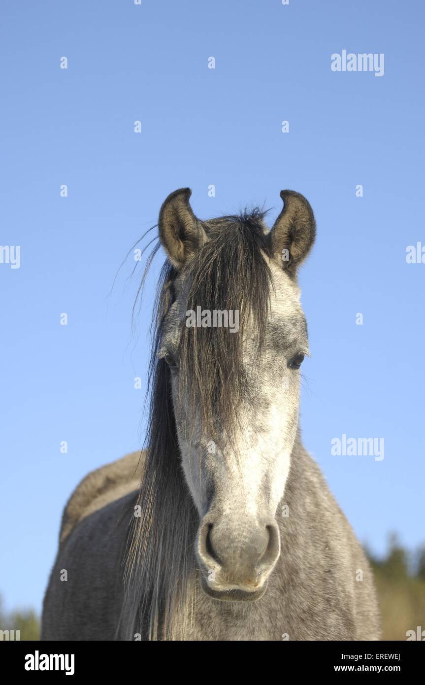 Quel mors pour un jeune cheval