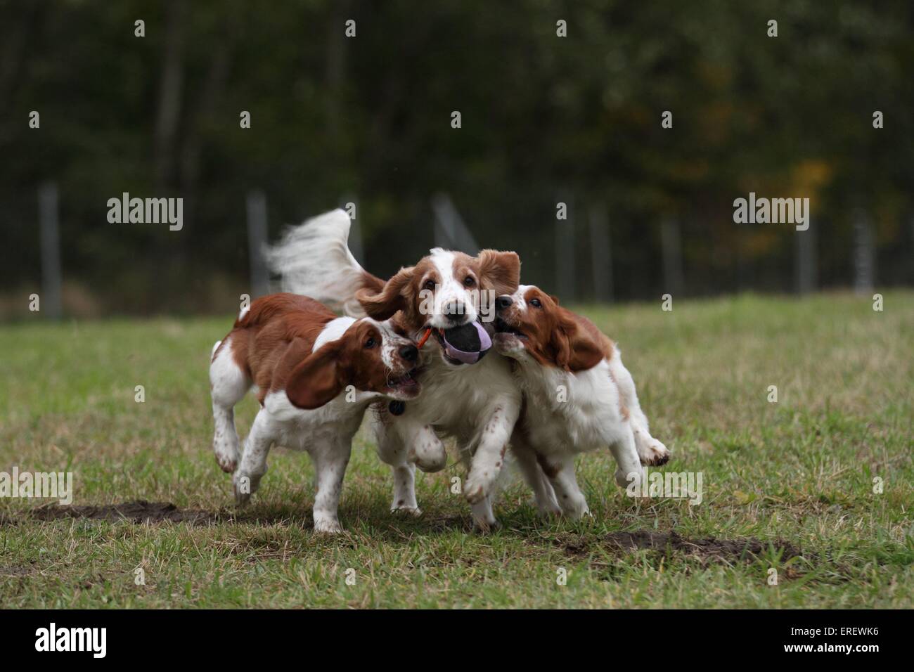 Dog muzzle springer hires stock photography and images Alamy