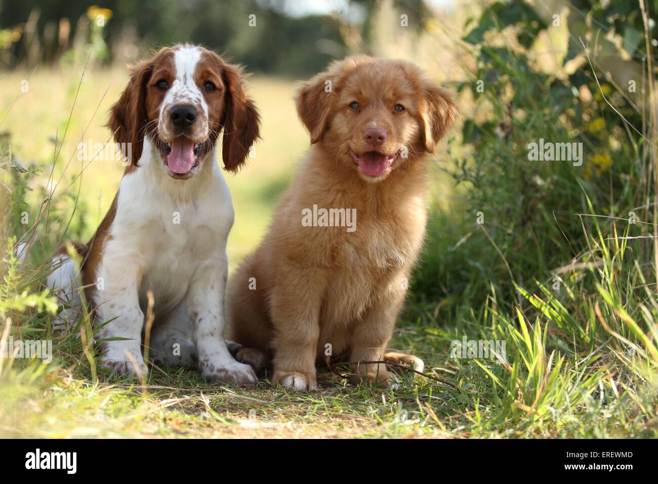 Cute puppy springer spaniels hi-res stock photography and images - Alamy