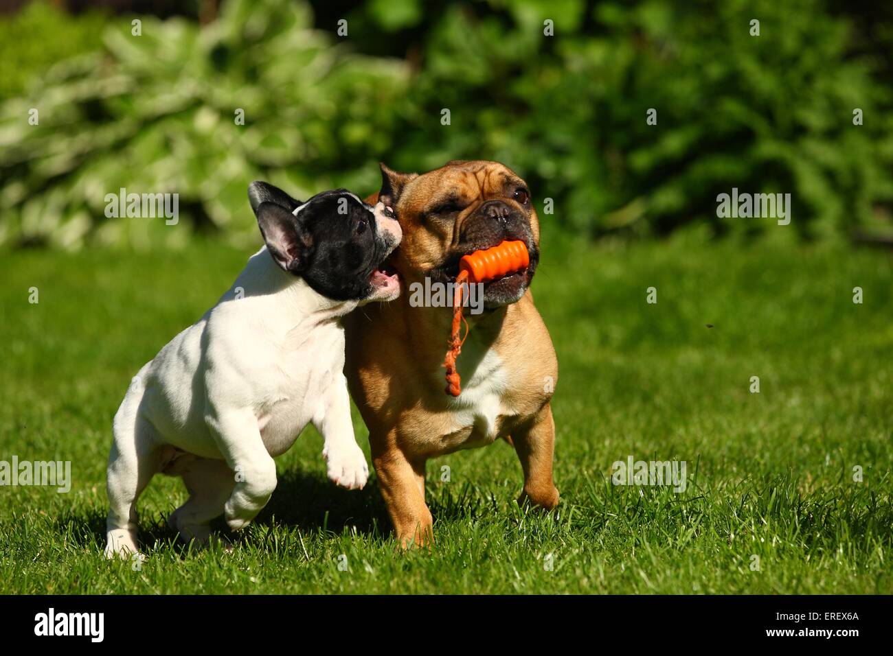 playing French Bulldogs Stock Photo Alamy