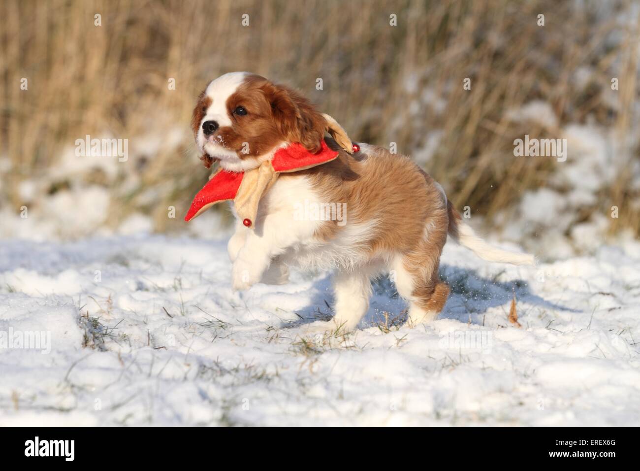 Cavalier king charles spaniel christmas hi-res stock photography and ...