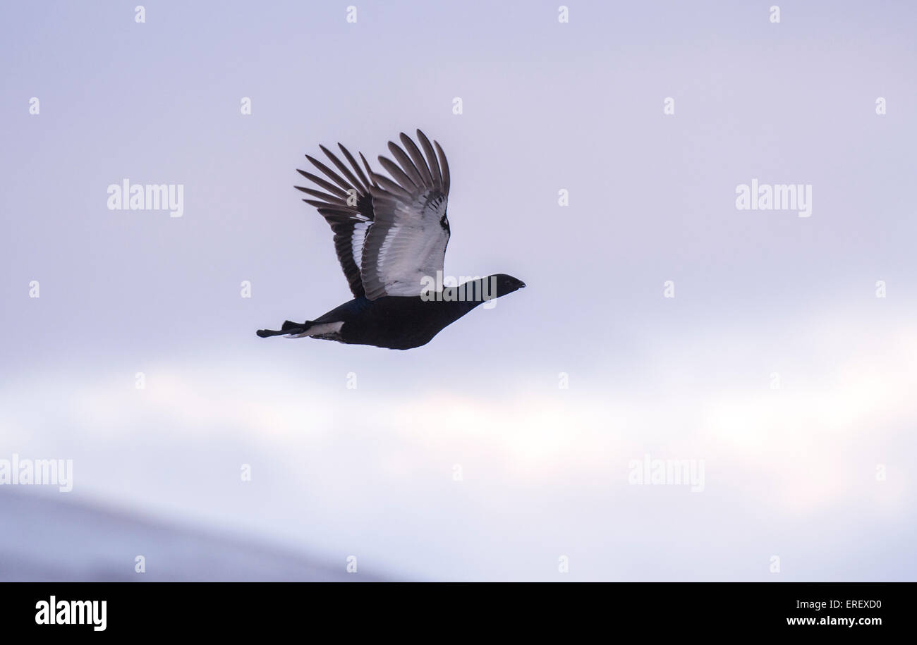 Black Grouse, Tetrao tetrix, in flight, Cumbria, UK Stock Photo