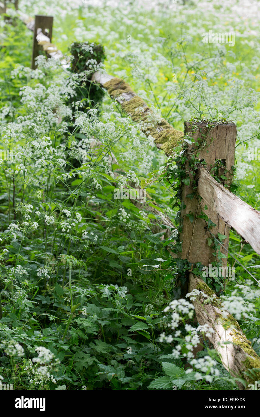 Old Split rail fence or log fence surrounded by cow parsley in the english countryside. Cotswolds, Gloucestershire, England Stock Photo