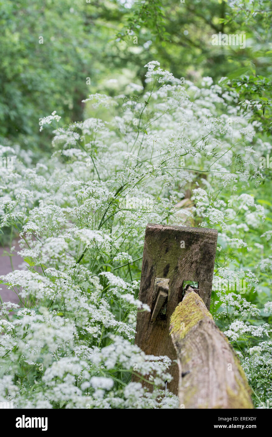 Old Split rail fence or log fence surrounded by cow parsley in the english countryside. Cotswolds, Gloucestershire, England Stock Photo