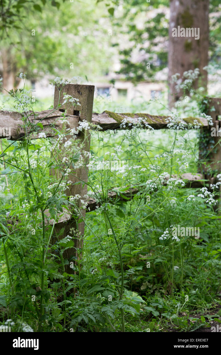 Old Split rail fence or log fence surrounded by cow parsley in the english countryside. Cotswolds, Gloucestershire, England Stock Photo