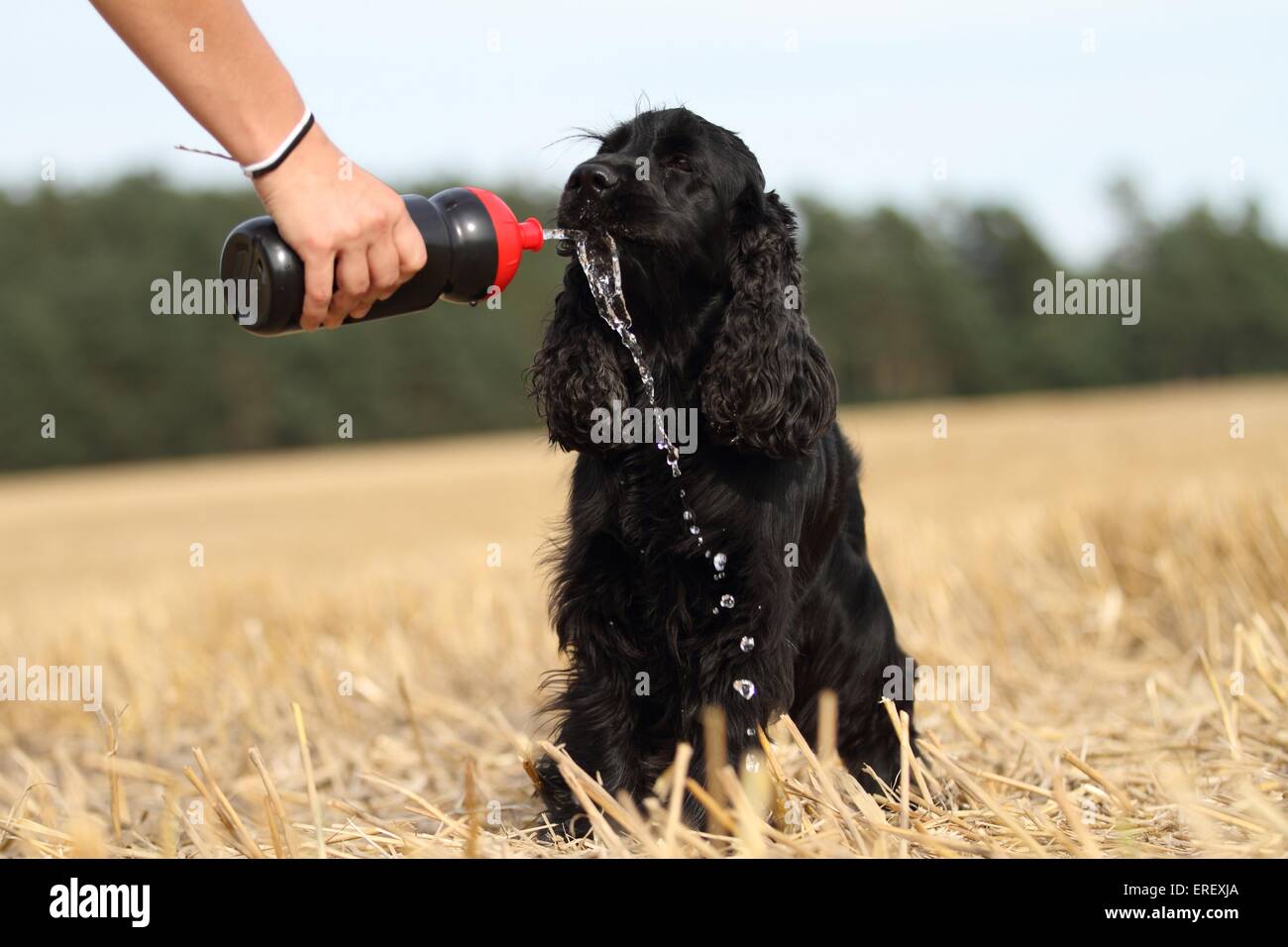 drinking English Cocker Spaniel Stock Photo - Alamy