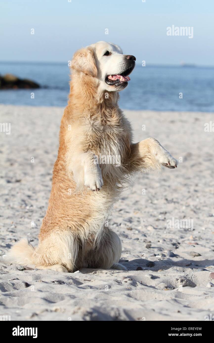 Golden Retriever shows trick Stock Photo Alamy