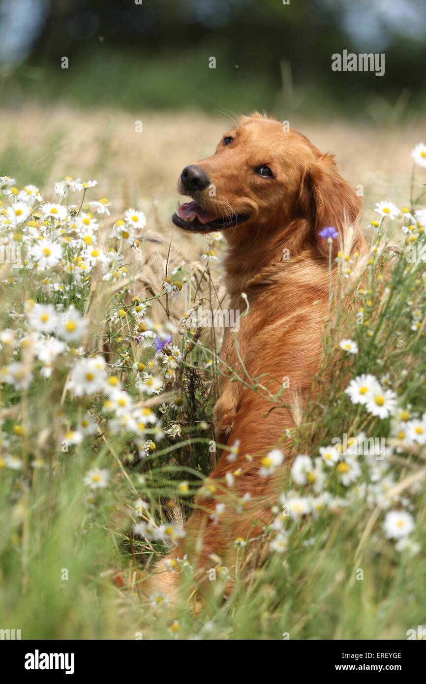 sitting Golden Retriever Stock Photo - Alamy