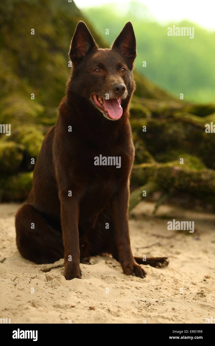 Bench kelpie 2025