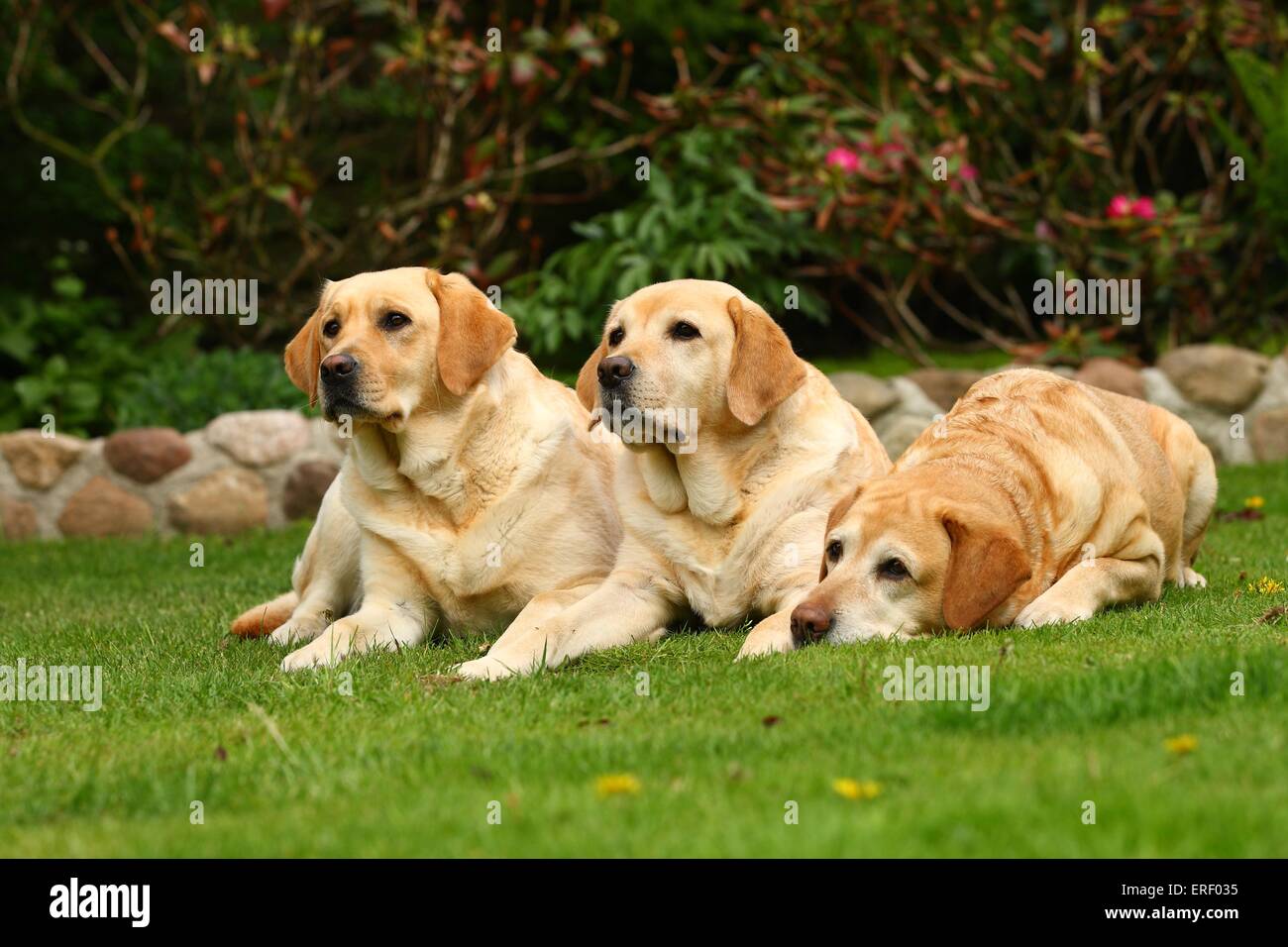 3 Labrador Retrievers Stock Photo
