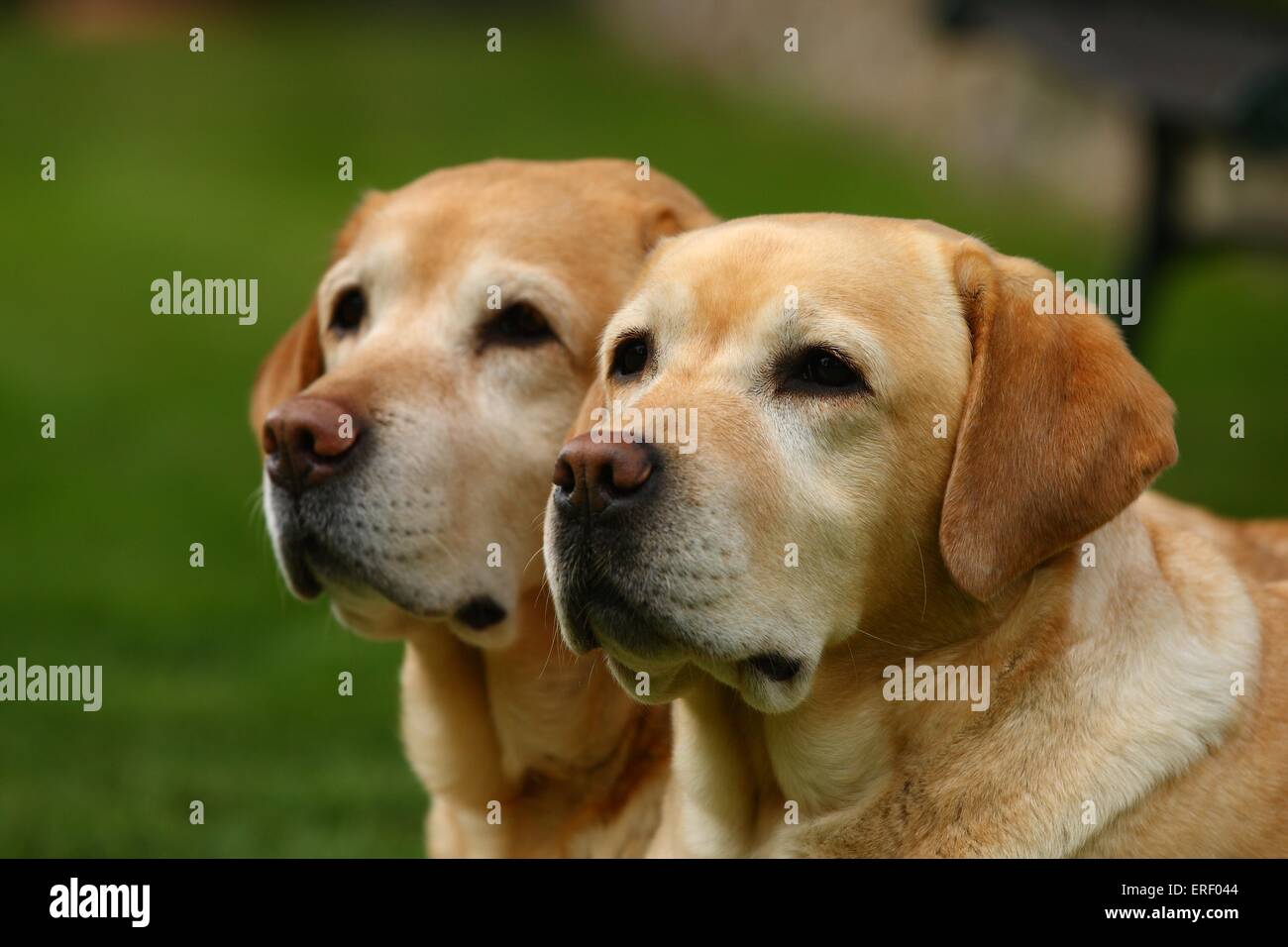 2 Labrador Retrievers Stock Photo