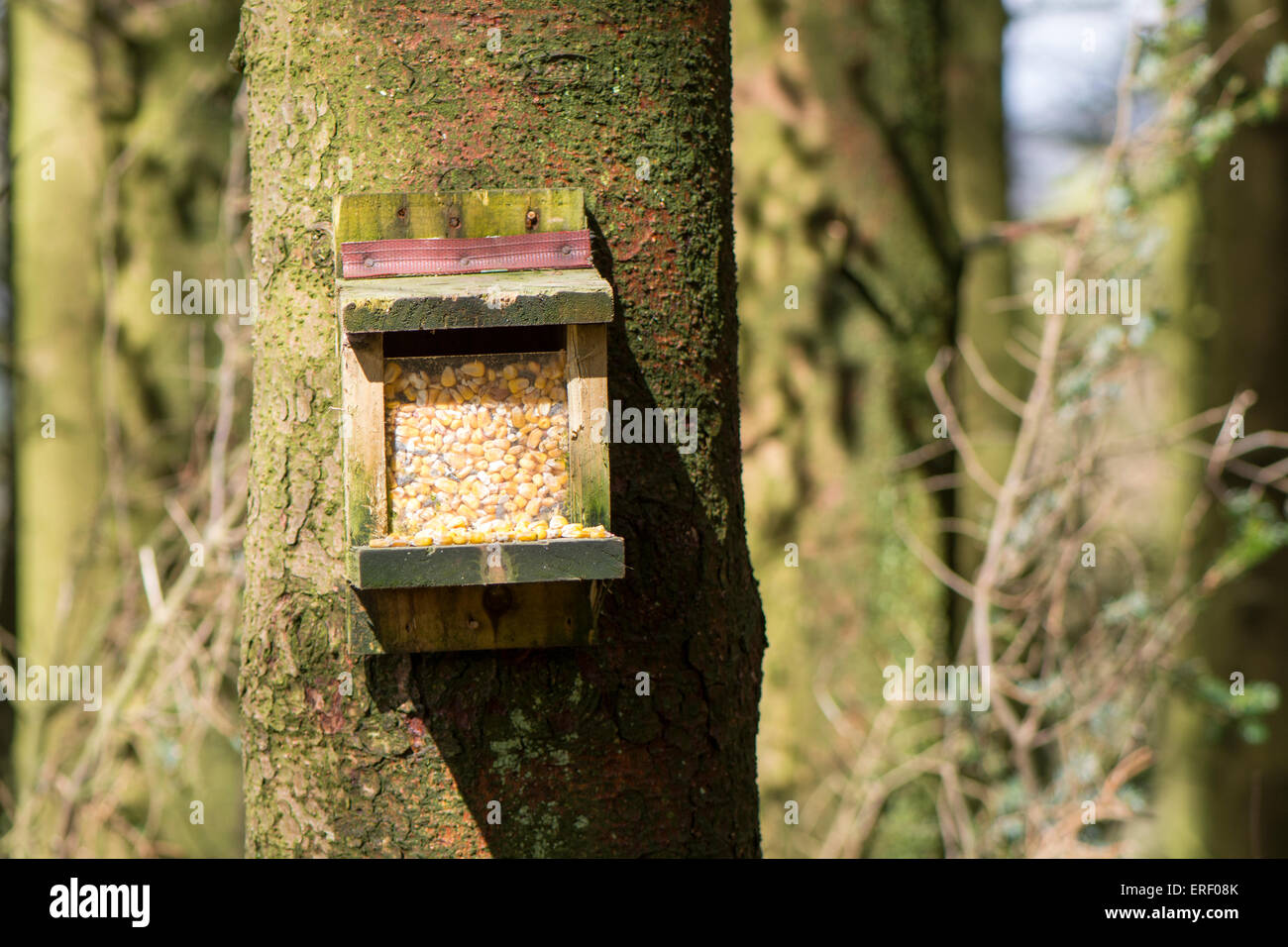 Squirrel feeder hi-res stock photography and images - Alamy