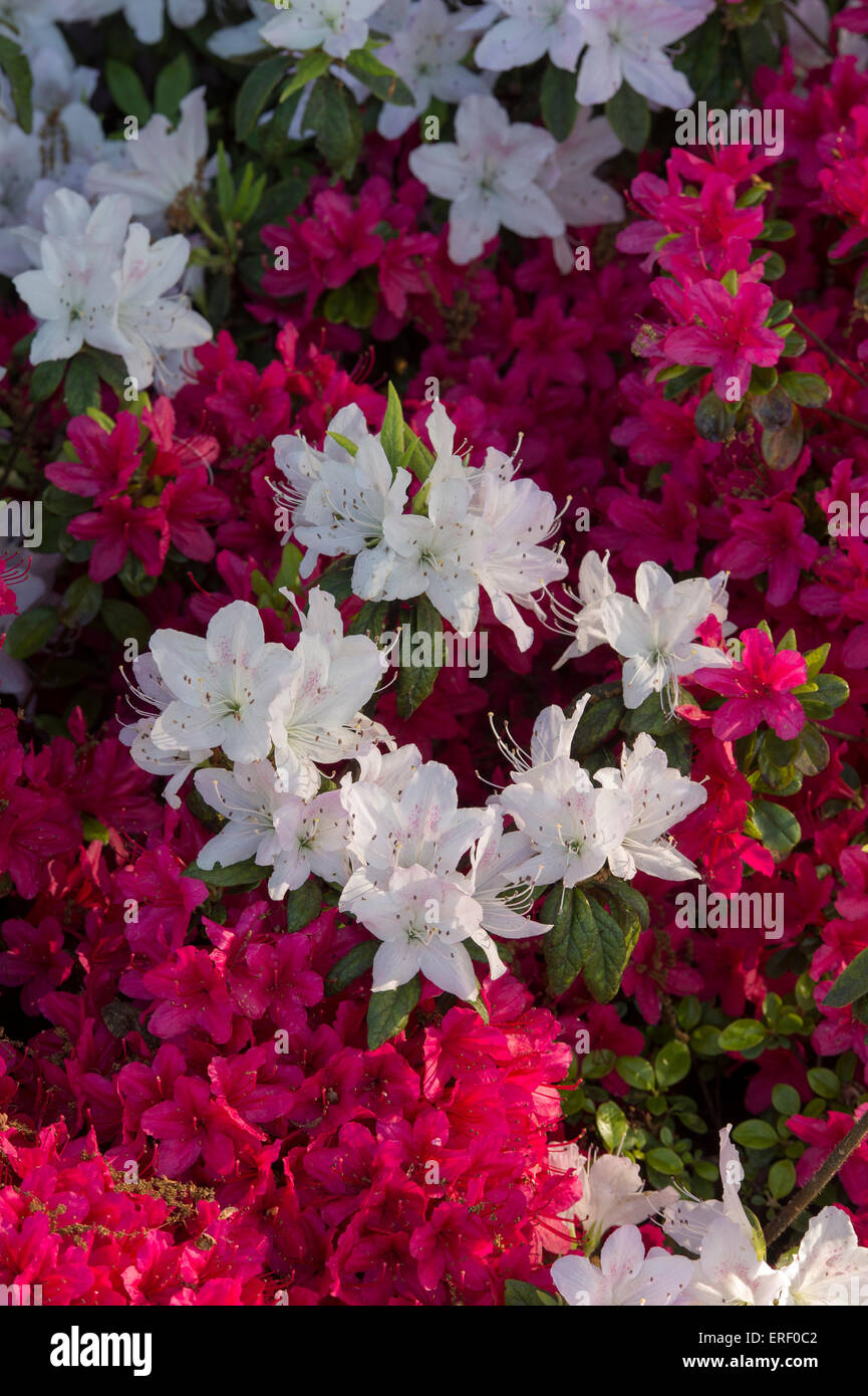 Rhododendron 'Silver Jubilee' and Rhododendron 'ima shojo' flowers Stock Photo