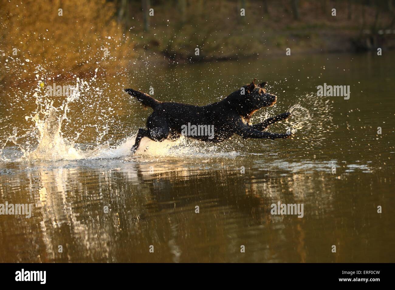 jumping Labrador Retriever Stock Photo Alamy