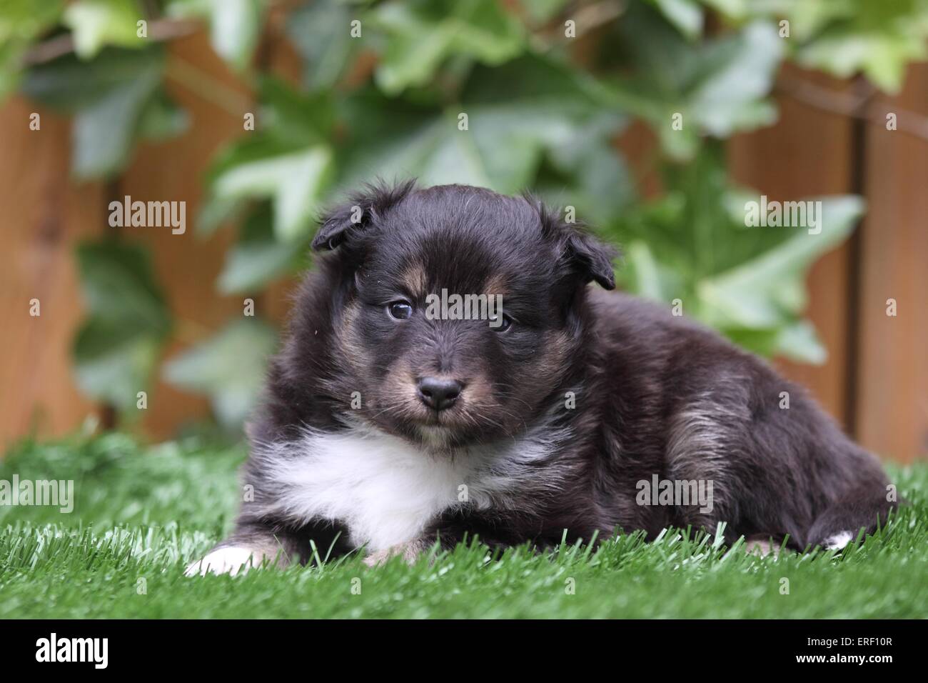 Shetland Sheepdog Puppy Stock Photo