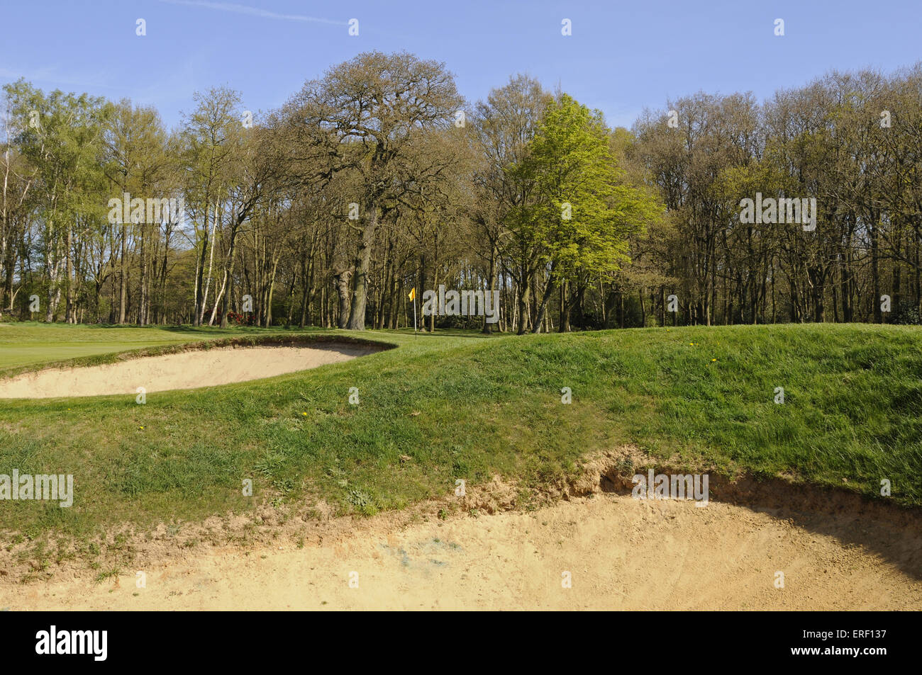 View over up over two bunkers to the 17th Green with flag, Thorndon Park Golf Club Brentwood Essex England Stock Photo