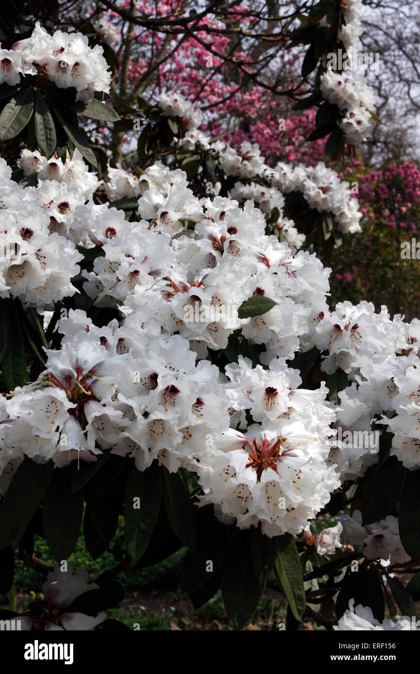 RHODODENDRON CALOPHYTUM. Stock Photo
