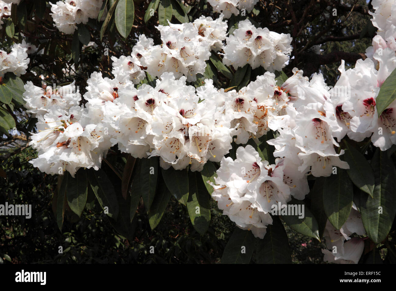 RHODODENDRON CALOPHYTUM. Stock Photo