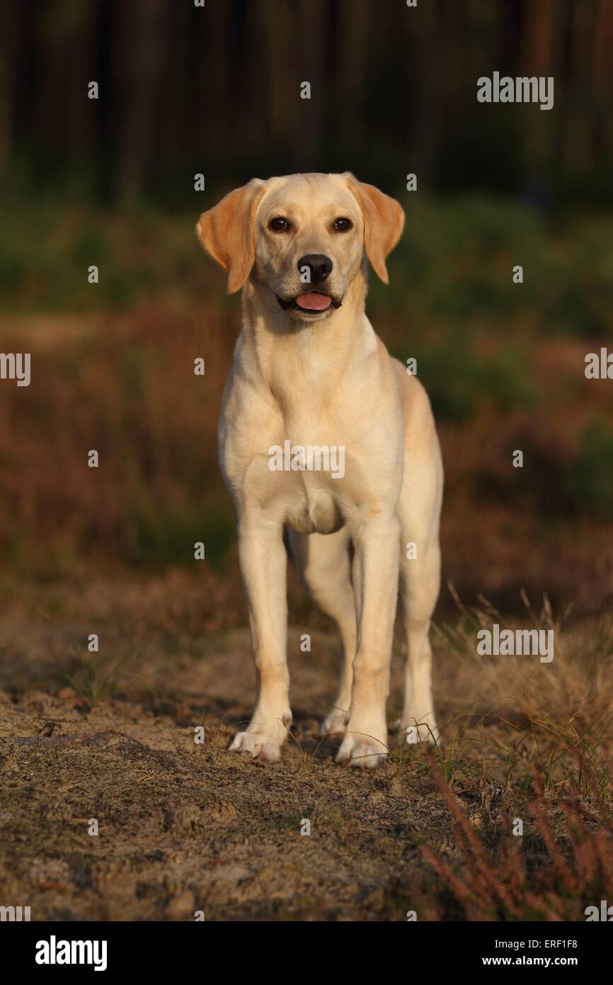 Labrador Retriever Stock Photo