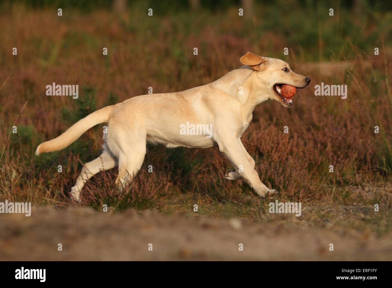 playing Labrador Retriever Stock Photo - Alamy