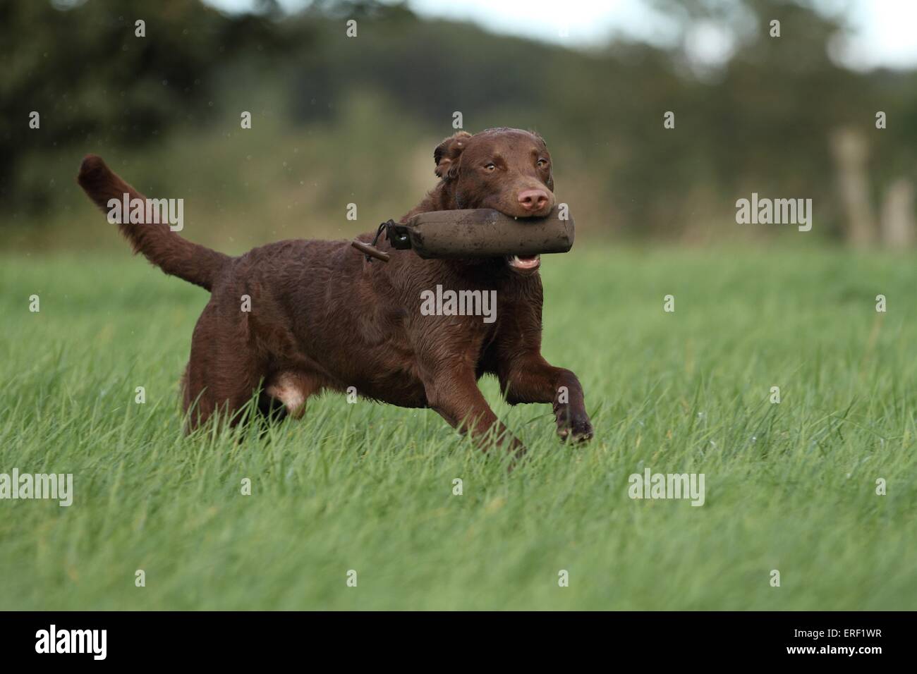 retrieving Chesapeake Bay Retriever Stock Photo - Alamy