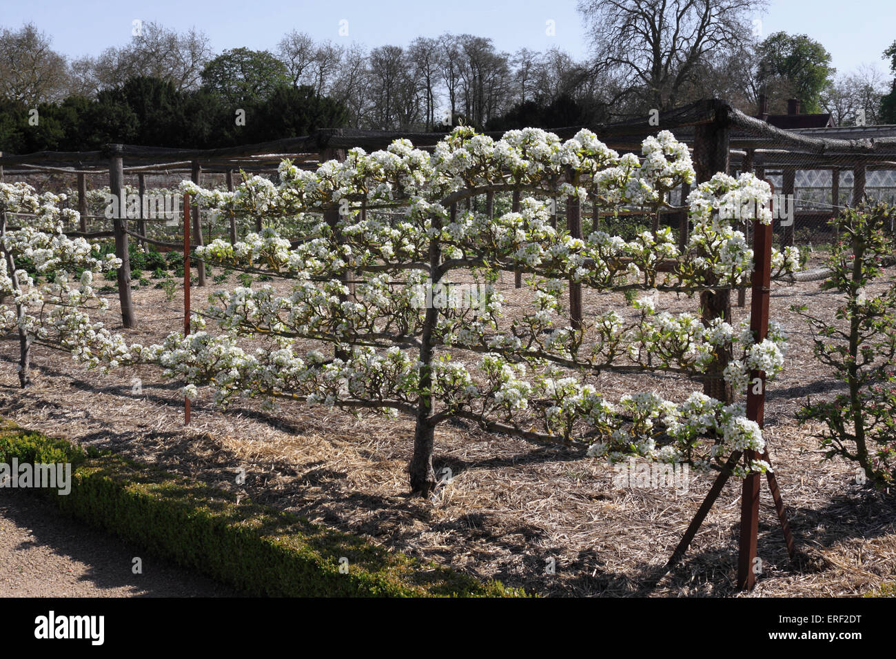 Espalier pear hires stock photography and images Alamy
