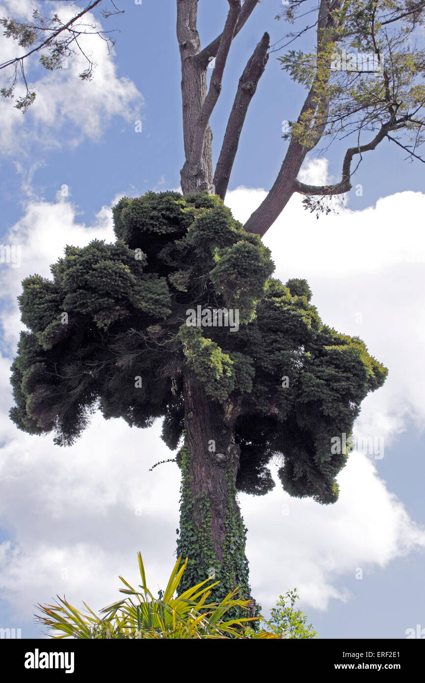 Broom Tree Stock Photos & Broom Tree Stock Images Alamy