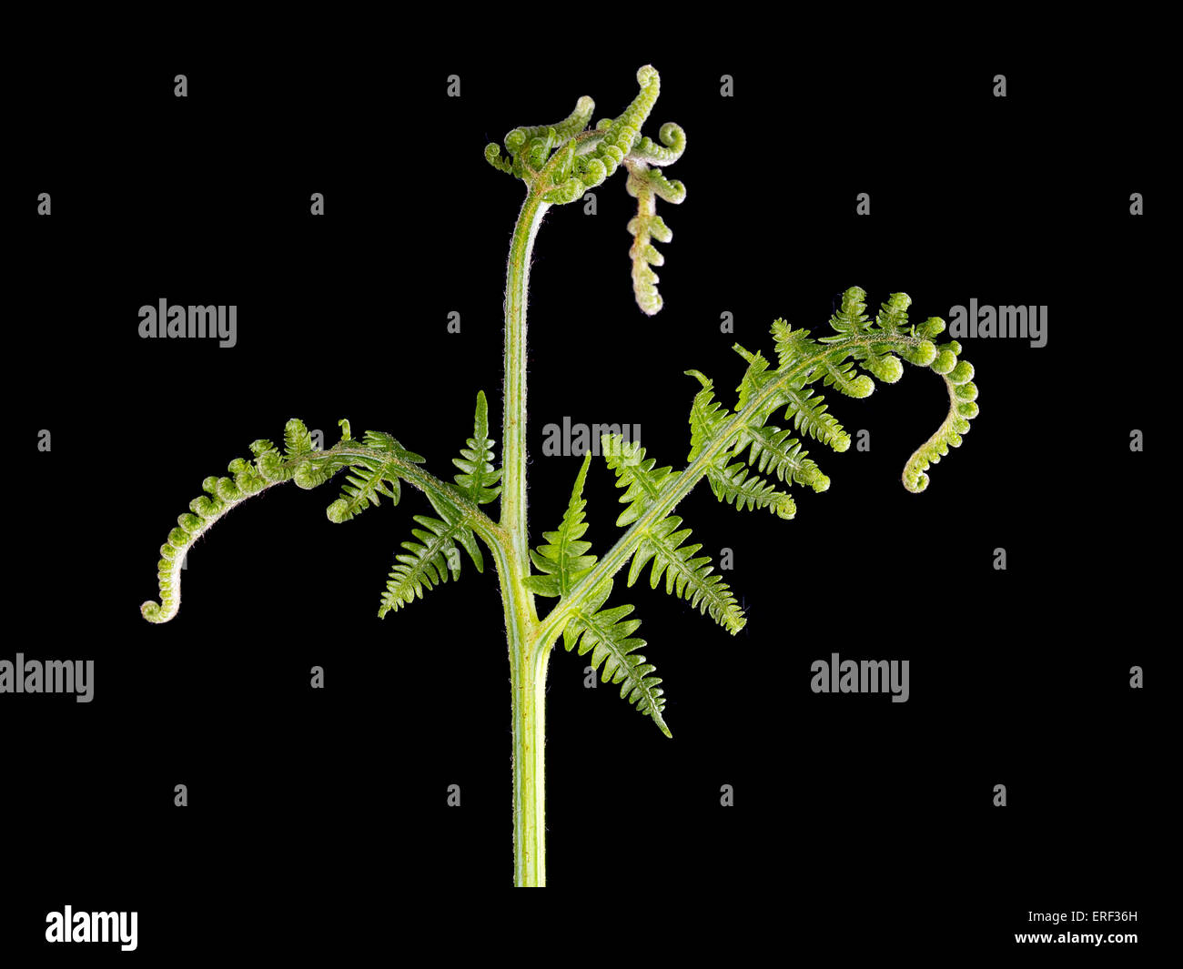 Maybe edible. Young frond of bracken, Pteridium, fiddleheads. Isolated over black. Stock Photo