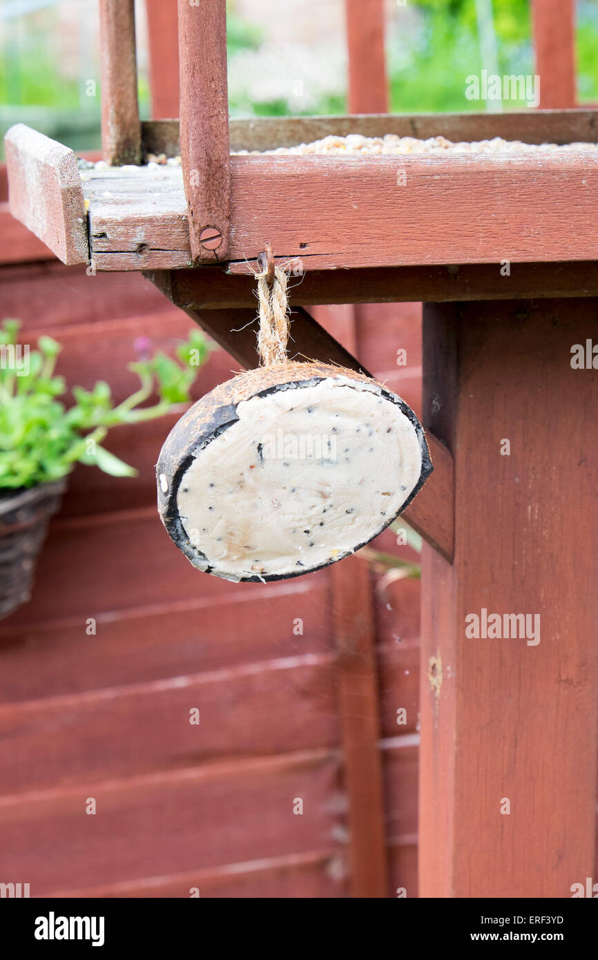 Coconut shell filled with fat and seeds for wild birds to eat, hanging from bird feeding table in UK garden Stock Photo