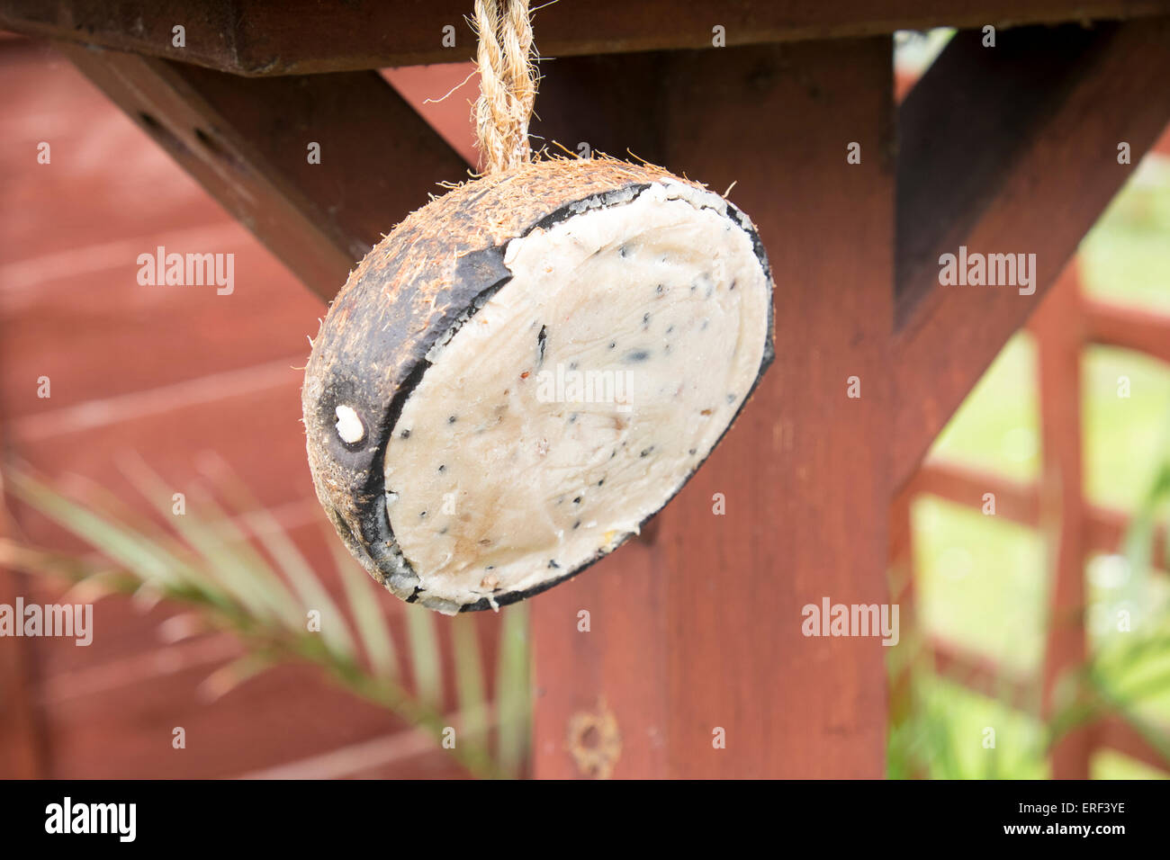 Coconut shell filled with fat and seeds for wild birds to eat, hanging from bird feeding table in UK garden Stock Photo