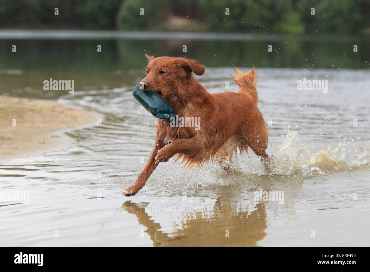 playing Toller Stock Photo